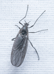 Penthetria heteroptera