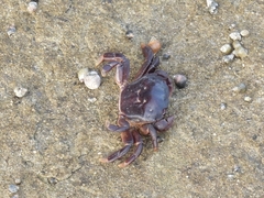 Hemigrapsus nudus