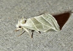 Plagiomimicus tepperi