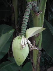 Musa basjoo