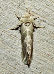 Plagiomimicus tepperi