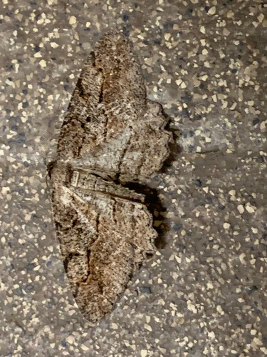 Brown-lined Looper photo 6
