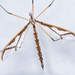 Giant Eastern Crane Fly - Photo (c) Don Marsille, some rights reserved (CC BY-NC), uploaded by Don Marsille