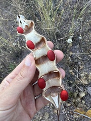 Erythrina flabelliformis