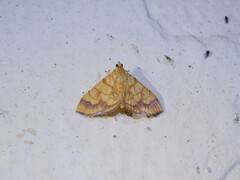 Cryptosara caritalis