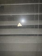 Hemeroplanis incusalis