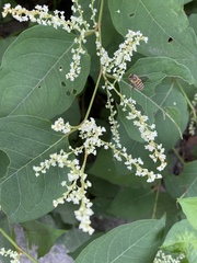 Apis cerana japonica