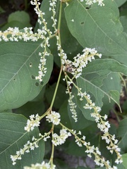 Apis cerana japonica