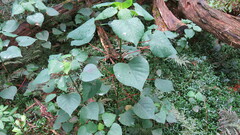 Homalanthus populifolius