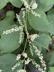 Apis cerana japonica