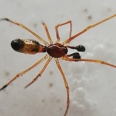 Coleosoma