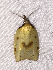 Sparganothis xanthoides