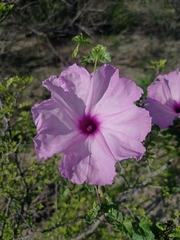 Ipomoea rupicola