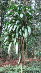 Cordyline petiolaris