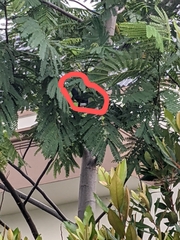 Eudynamys scolopaceus