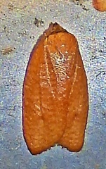 Sparganothis demissana