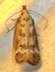 Dichomeris inversella