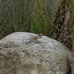 Passer domesticus domesticus