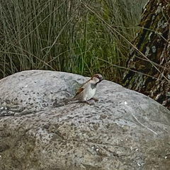Passer domesticus domesticus