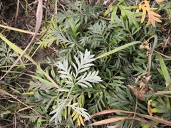 Potentilla tergemina