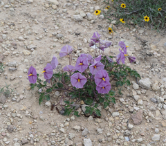 Lycianthes peduncularis