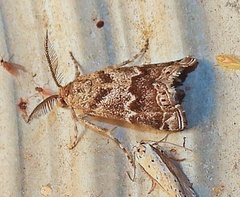 Prionapteryx indentella