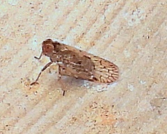 Cixiinae