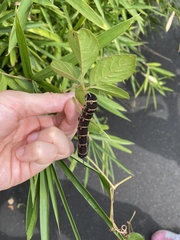 Theretra oldenlandiae