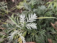 Potentilla tergemina