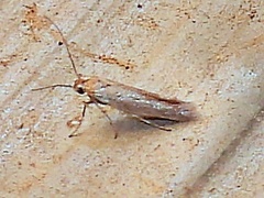 Scythrididae