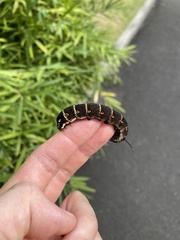 Theretra oldenlandiae