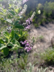 Aloysia macrostachya
