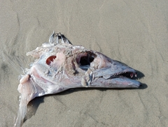 Lepidopus caudatus