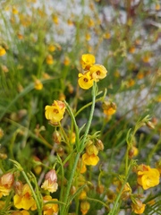 Hermannia linifolia
