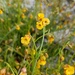 Hermannia linifolia - Photo (c) Petra Broddle, vissa rättigheter förbehållna (CC BY-NC), uppladdad av Petra Broddle