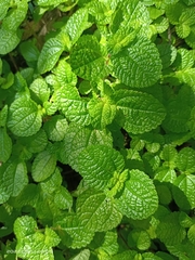 Pilea nummulariifolia
