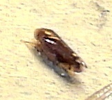 Xestocephalus