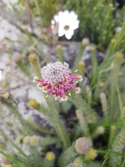 Serruria trilopha