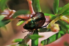 Nitorellus splendidus