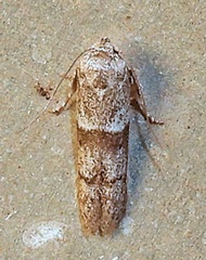 Blastobasinae