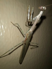 Stagmomantis carolina