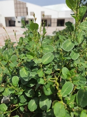 Alysicarpus ovalifolius