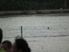 Nycticorax nycticorax