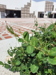 Alysicarpus ovalifolius