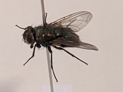 Phormia regina