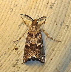 Prionapteryx indentella