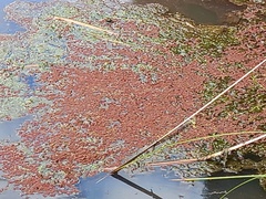 Azolla pinnata