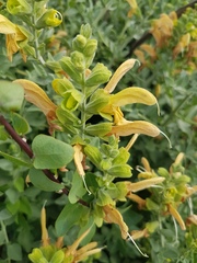 Salvia aurea