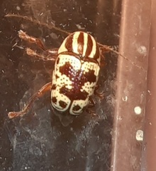 Cryptocephalus leucomelas