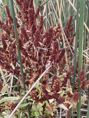 Rumex